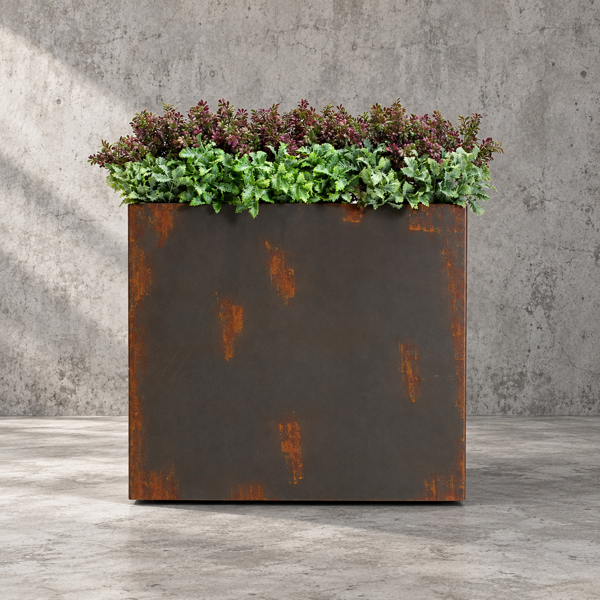 Boxwood Purple & Jacobaea Mix in Felton Planter