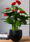 Red Anthurium Planter