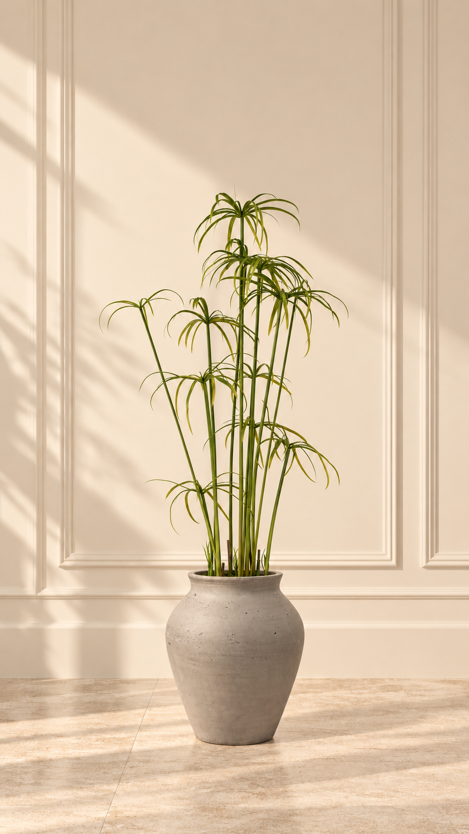 Cyperus Alternifolius in Valencia Vase – 110cm