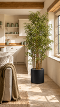 210cm Japanese Bamboo Tree in Black Planter