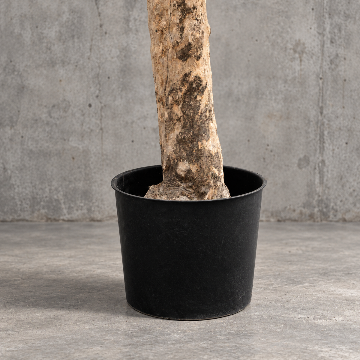 2m Artificial Olive Tree for Indoors and Out UV &FR