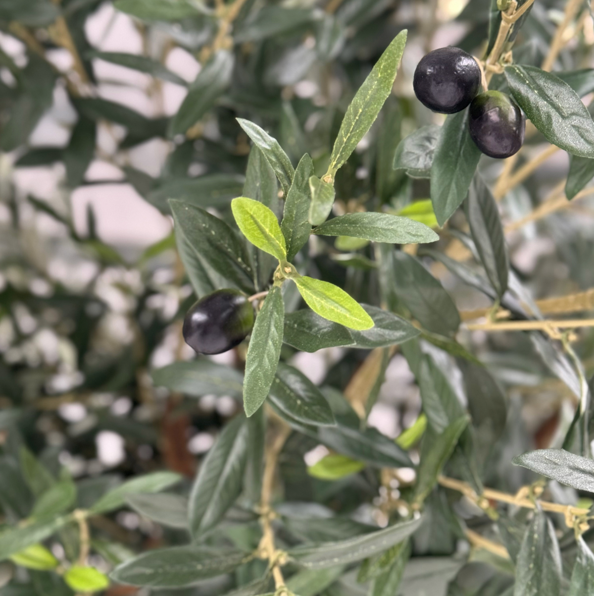 Natural Coffee Stem Olive Tree 200cm FR