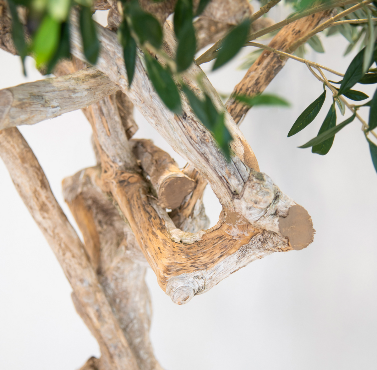 Natural Coffee Stem Olive Tree 200cm FR