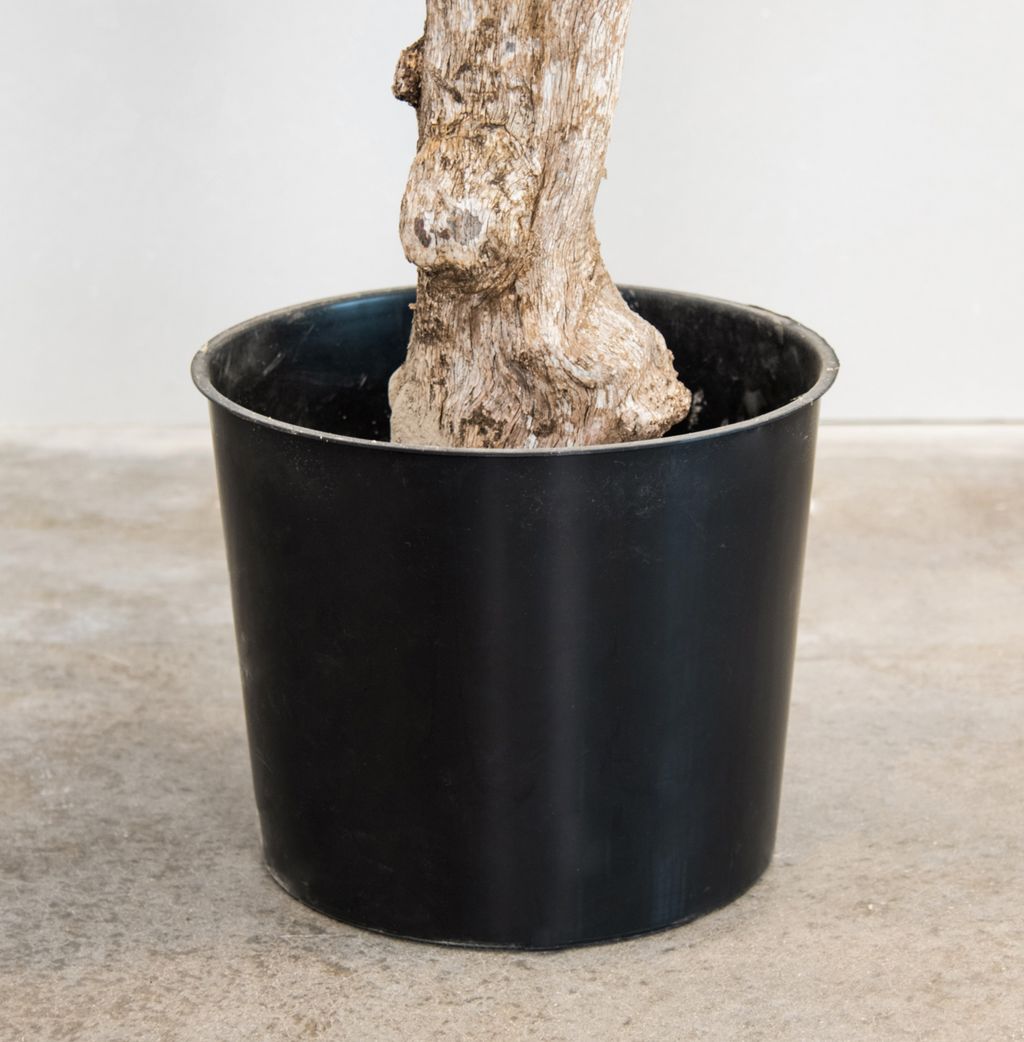 Natural Coffee Stem Olive Tree 200cm FR