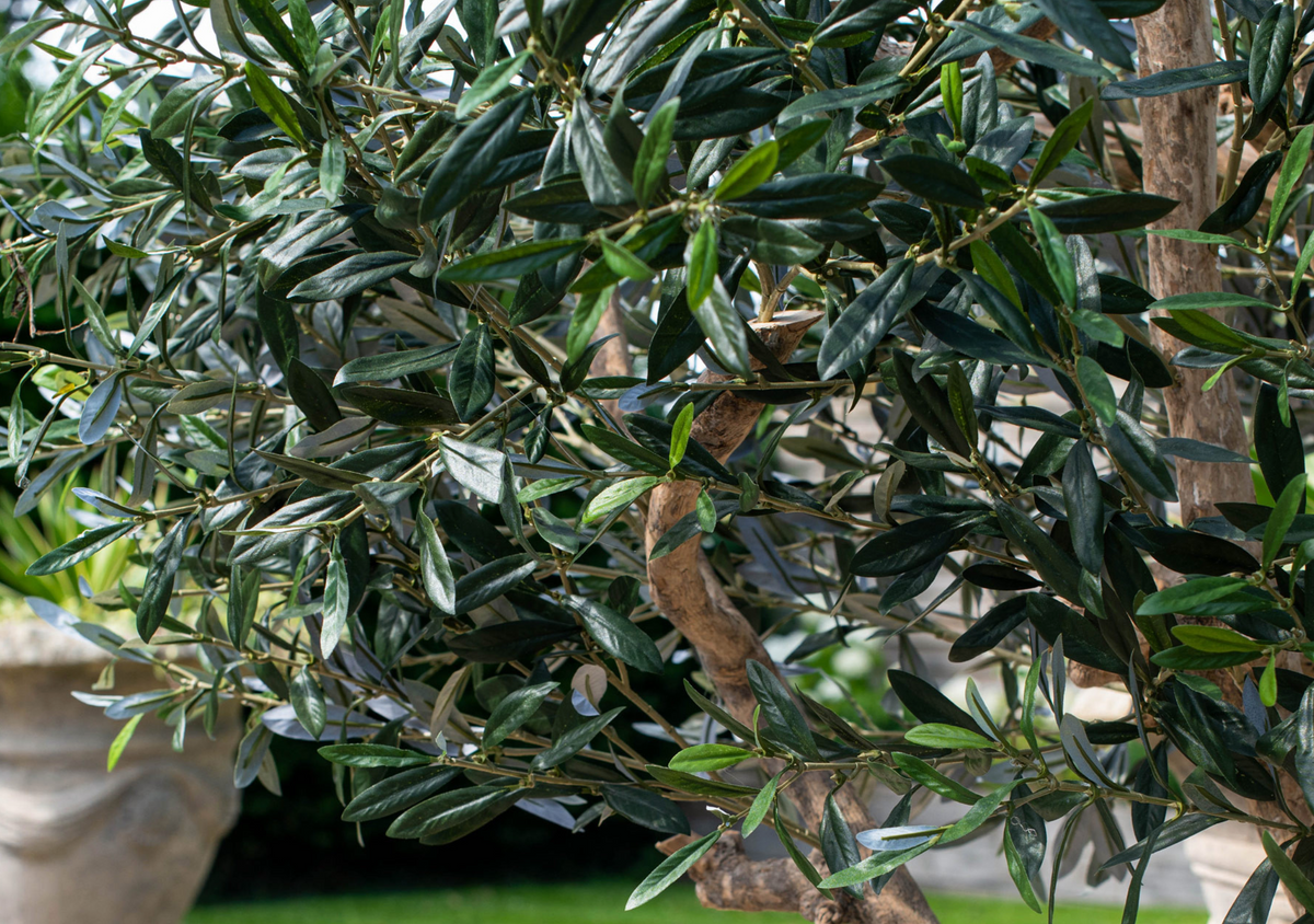 2m Artificial Olive Tree for Indoors and Out UV &FR
