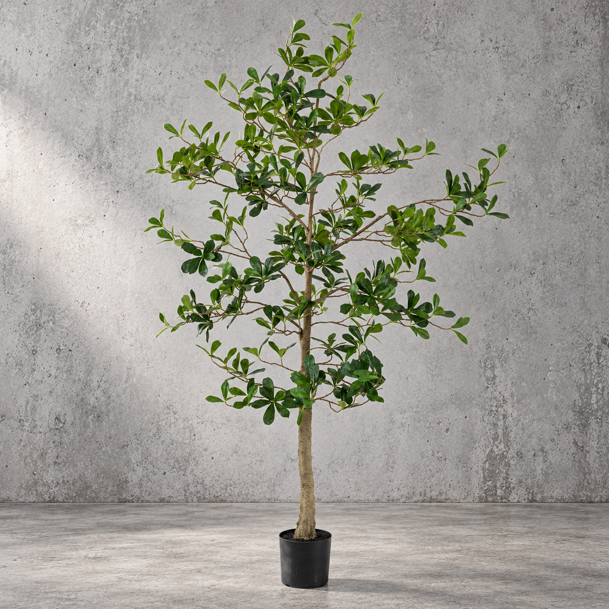 180cm UV-resistant artificial Indian Laurel Tree with natural green foliage, realistic trunk and black nursery pot against a textured grey concrete background.