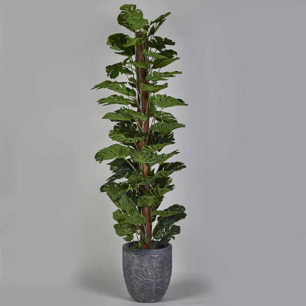 The Monstera