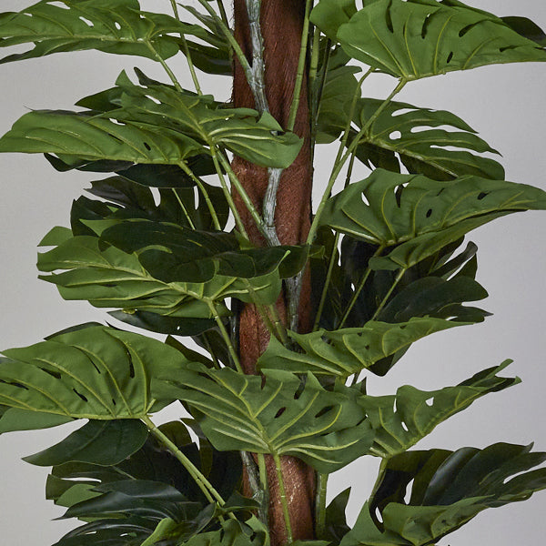 The Monstera